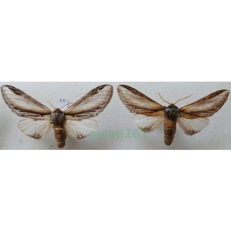 Pheosia tremula (Clerck, 1759) pair Garbatka osinówka Czech85l